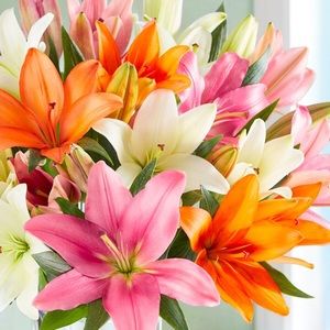 Meet your Posher, Juliet